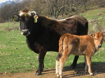С близо 70% са намалели кравите в Родопите, животновъди искат спешни мерки за фермите си 