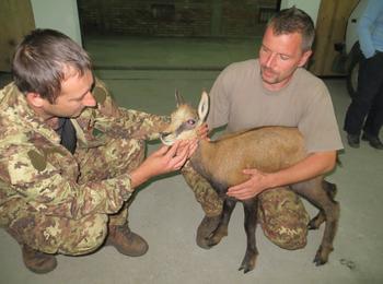  РИОСВ:   Популациите на дивата коза в Родопите са стабилни