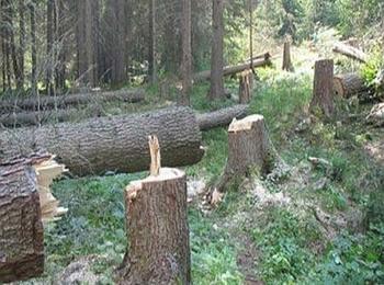 Дърво премаза 62-годишен мъж от село Буково при добив на дъвра