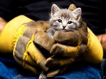 Спасители извадиха заклещено коте в шахта 