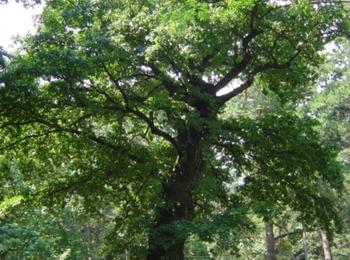 Вековно дърво от вида Орех  в  село Дрянка  е обявено за защитено