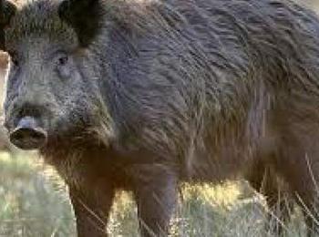  На 5-ти октомври стартира груповият лов на дива свиня
