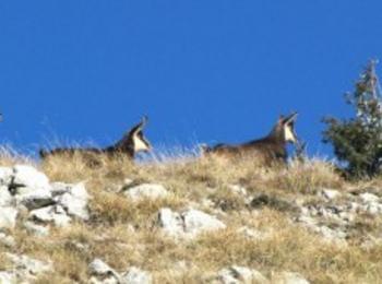 РИОСВ – Смолян започна преброяването на дивата балканска коза в Западните Родопи