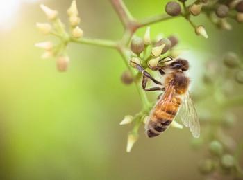  Отбелязваме Световния ден на пчелите