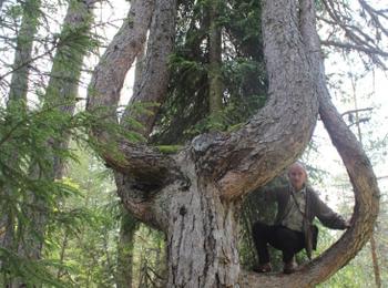 Вековно дърво от вида Черен бор край село Борино е обявено  за защитено