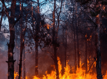  Детска игра с огън е причина за възникналия пожар край Девин