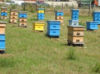 Изчерпан е бюджетът за подновяване на кошери от националната програма по пчеларство