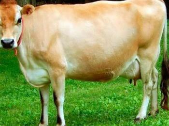 Откраднаха 9 крави от местност край Мугла