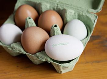 Министър Найденов се срещна с производители на яйца 