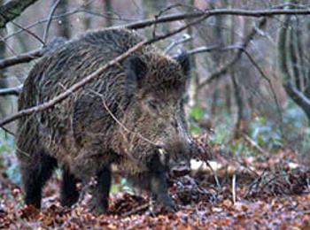 Ловец загина при лов на диви прасета