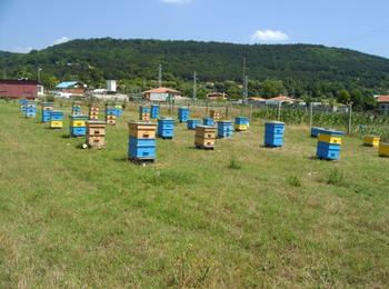 Според земеделският министър пчеларските организации трябва да се обединят