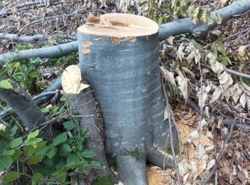 Незаконна сеч на 71 дървета установиха в местност край Чепинци