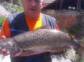Рибар улови 6 килограмова пъстърва в язовир "Цанков камък"