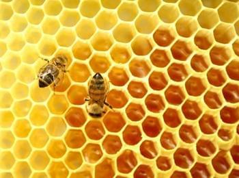 Проблемът с изчезването на пчелите се задълбочава