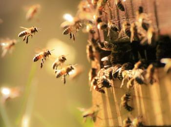  В Европарламента приеха опазването на пчелите и български породи животни