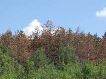 ЮЦДП-Смолян представя дейностите за подобряване на фитосанитарното състояние на горите