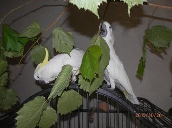 РИОСВ – Смолян регистрира папагал  какаду, излюпен в домашни условия