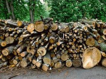  Цените на дървата за огрев скачат още преди отоплителния сезон