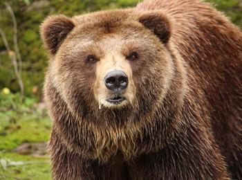  Шест нападения от мечки са регистрирани през декември