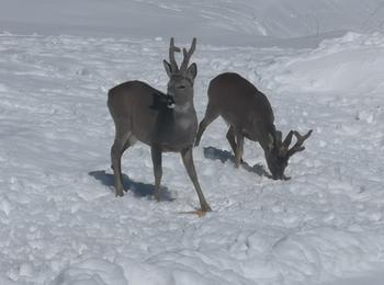  Зимното подхранване е една от основните грижи, които се полагат за дивеча в ДЛС „Борово“