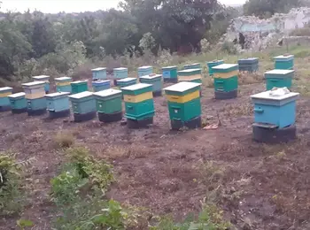 Необичайно топлото време създава рискове за пчелните кошери в Смолянско