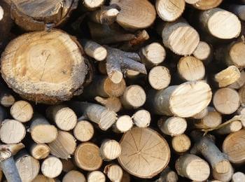 Задържаха 23 куб. м незаконна дървесина в Смолянско