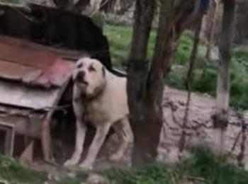 Разследват скандално видео с малтретирани кучета край Девин