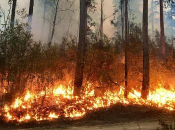 150 дка гора изгоряха край Баните, пожарът е локализиран