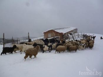 Семейното фермерство в Родопите като начин на живот