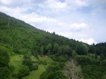 Асоциация "Общински гори" подкрепи новия Закон за горите 