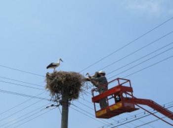 EVN България обезопасили 1 670 щъркелови гнезда