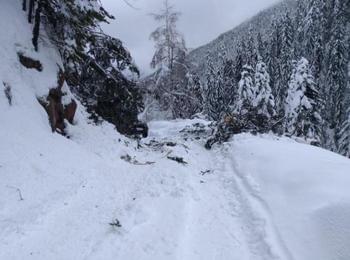 Спасители отстраняваха множество паднали дървета в Смолянско