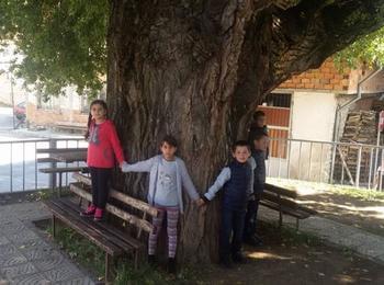  Ученици от Бръщен разказват за вековното дърво в центъра и участват в конкурса "Дърво без корен"