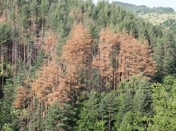 За пореден път експерти обсъждат мерките за усвояване на дървесината, засегната от корояди