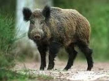 Забранява се груповият лов на дива свиня