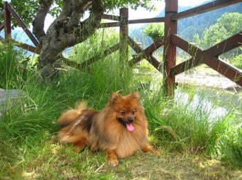 Стопаните търсят изчезнало куче в района на Смолянски езера