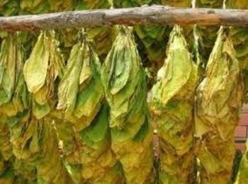Тютюнопроизводители притеснени за тазгодишната реколта