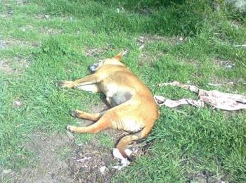 Сдружение "Помощ за животните" сигнализира за мъртво куче в Девин 
