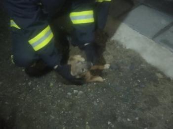 Огнеоборци спасиха бедстващо куче от коритото на река Неделинска