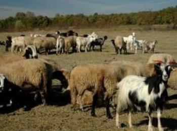 Над 800 мъртви животни от болестта "син език" в Смолянско