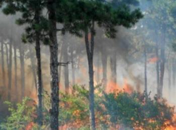 20 дка смесена гора и 60 дка лесонепригодни площи са изгорели през септември в региона
