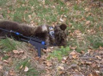 Експерти на РИОСВ – Смолян поставиха GPS – нашийник на мечка