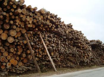 Служители от РДГ – Смолян задържаха 23 кубика незаконна дървесина