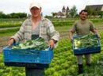 Испания търси българи за бране на ягоди