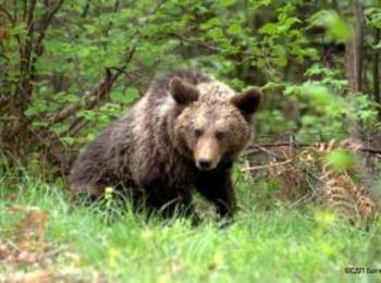 Опазват кафявата мечка в Родопите по проект 