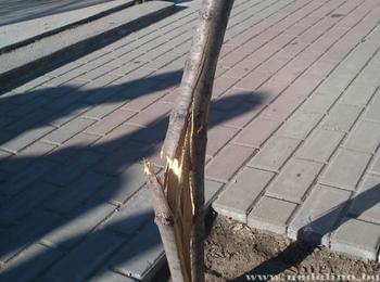 Изпочупиха дръвчета в центъра на Неделино