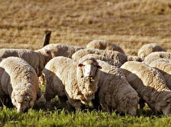 11 овце откраднаха двама от Брезе, задържаха ги в ареста