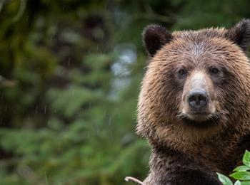 МОСВ изплати 223 000 лева обезщетения за нанесени щети от кафява мечка