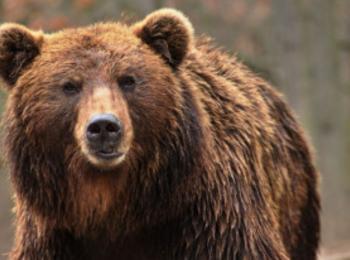 РИОСВ - Смолян провери сигнали за щети от мечка
