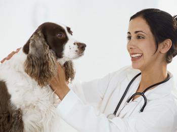 Дават достъп на ветеринарни лекари до националния регистър за кучетата